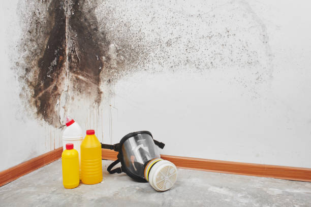 Mold Testing and Removal in Pea Ridge, AR