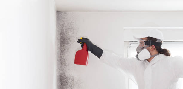 Best Attic Mold Removal  in Pea Ridge, AR