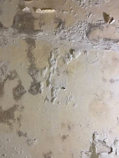Best Local Mold Removal Service  in Pea Ridge, AR