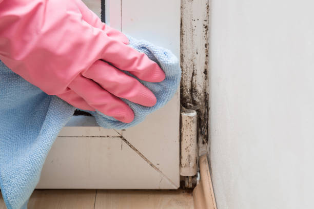 Best Mold Damage Repair  in Pea Ridge, AR